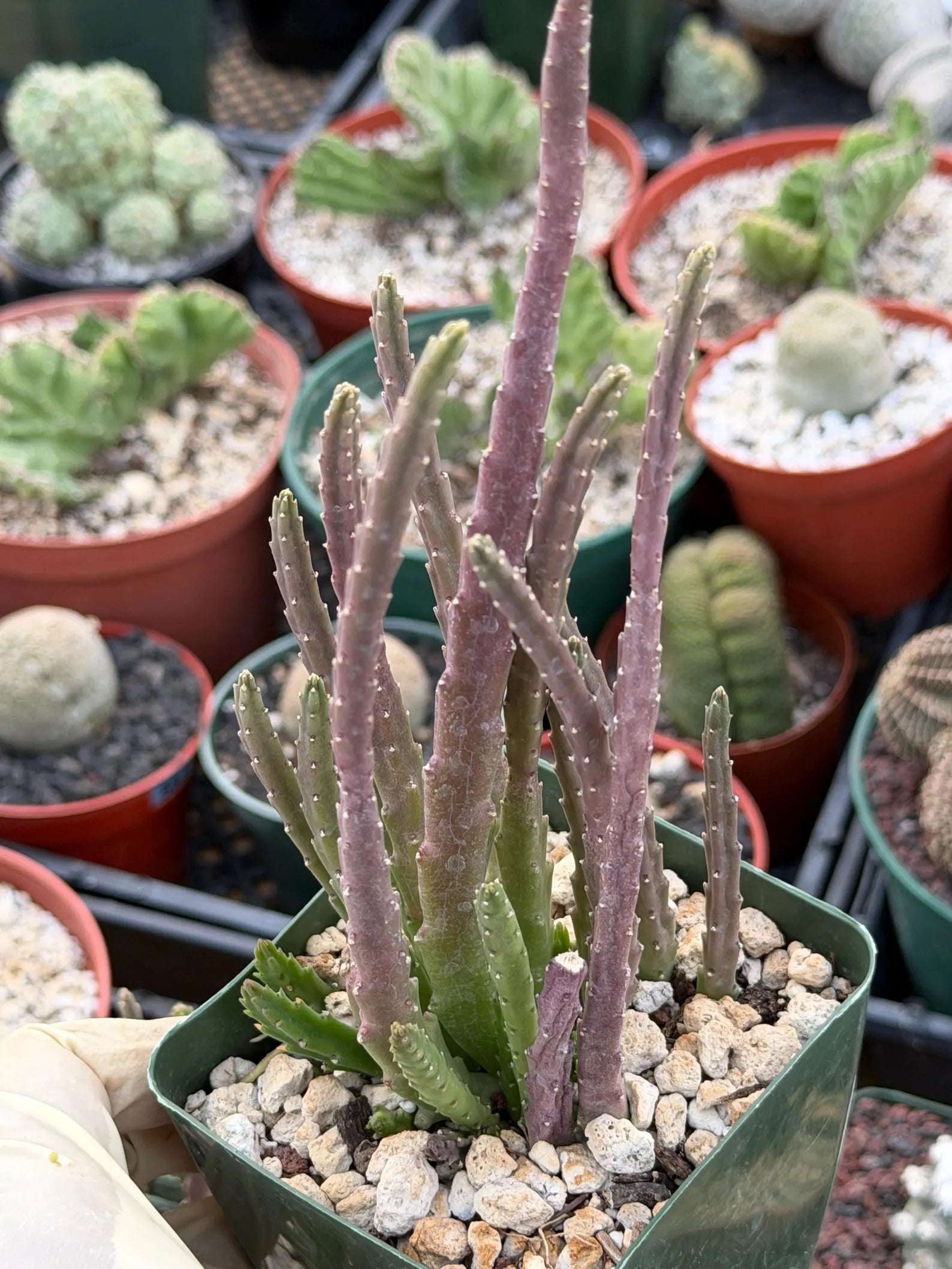 Stapelia Scitula Trailing Succulent | Rare Live Cactus Plant