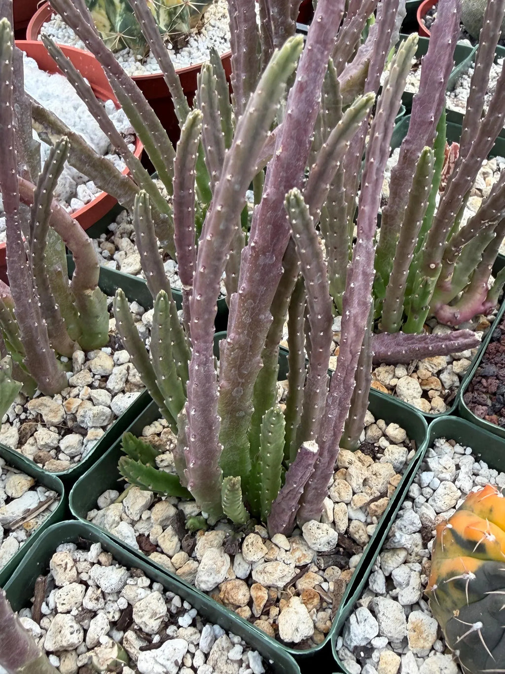 Stapelia Scitula Trailing Succulent | Rare Live Cactus Plant