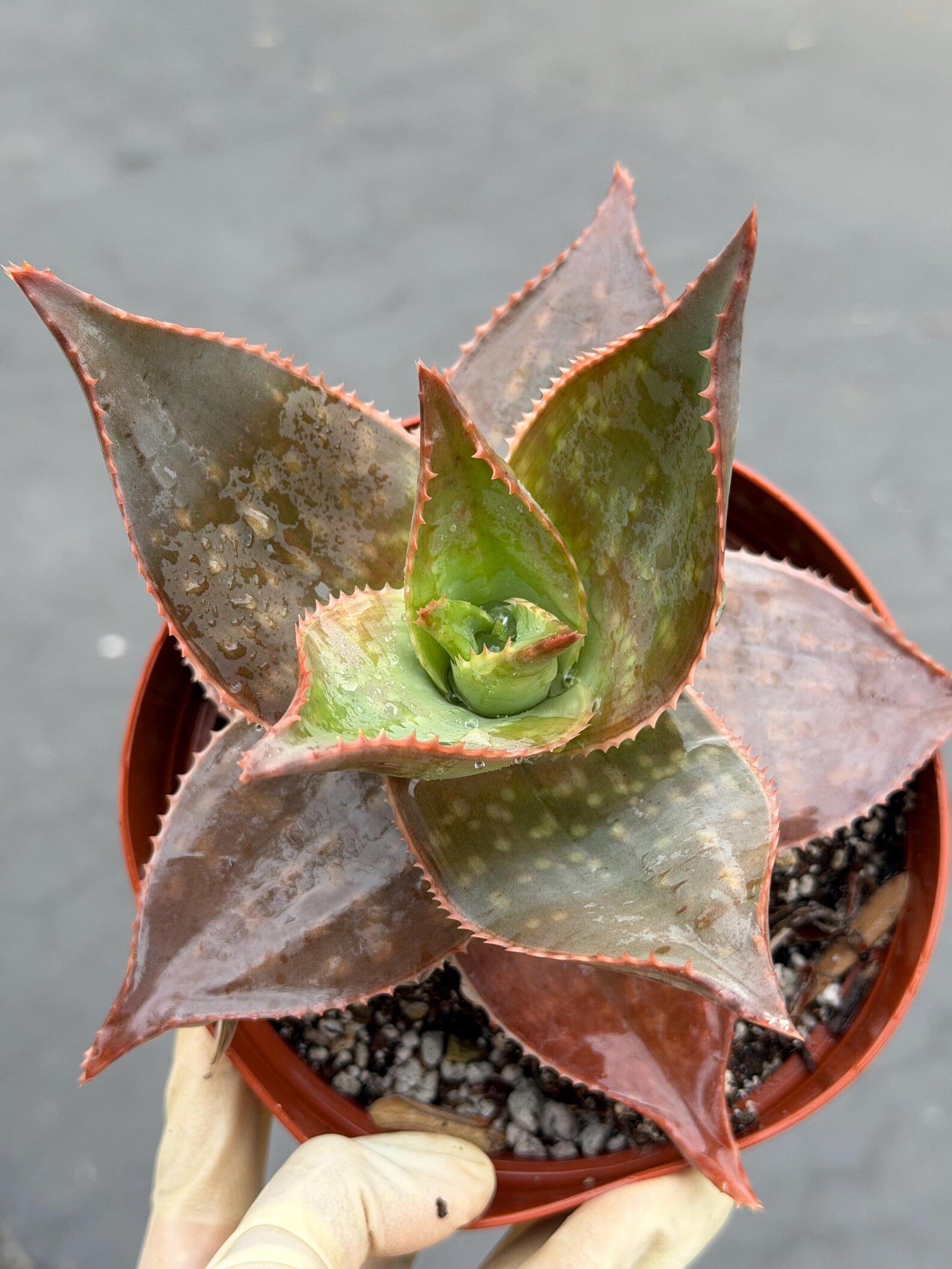 Aloe umfoloziensis Live Succulent Plant | Rare Collectible Exotic Houseplant