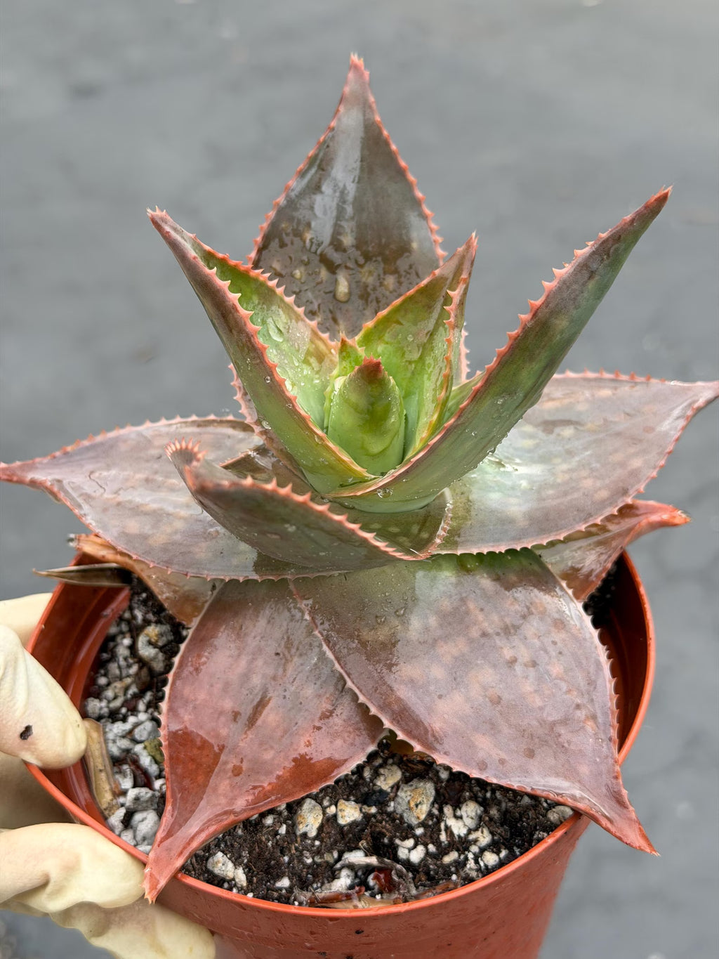 Aloe umfoloziensis Live Succulent Plant | Rare Collectible Exotic Houseplant