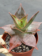Aloe umfoloziensis Live Succulent Plant | Rare Collectible Exotic Houseplant
