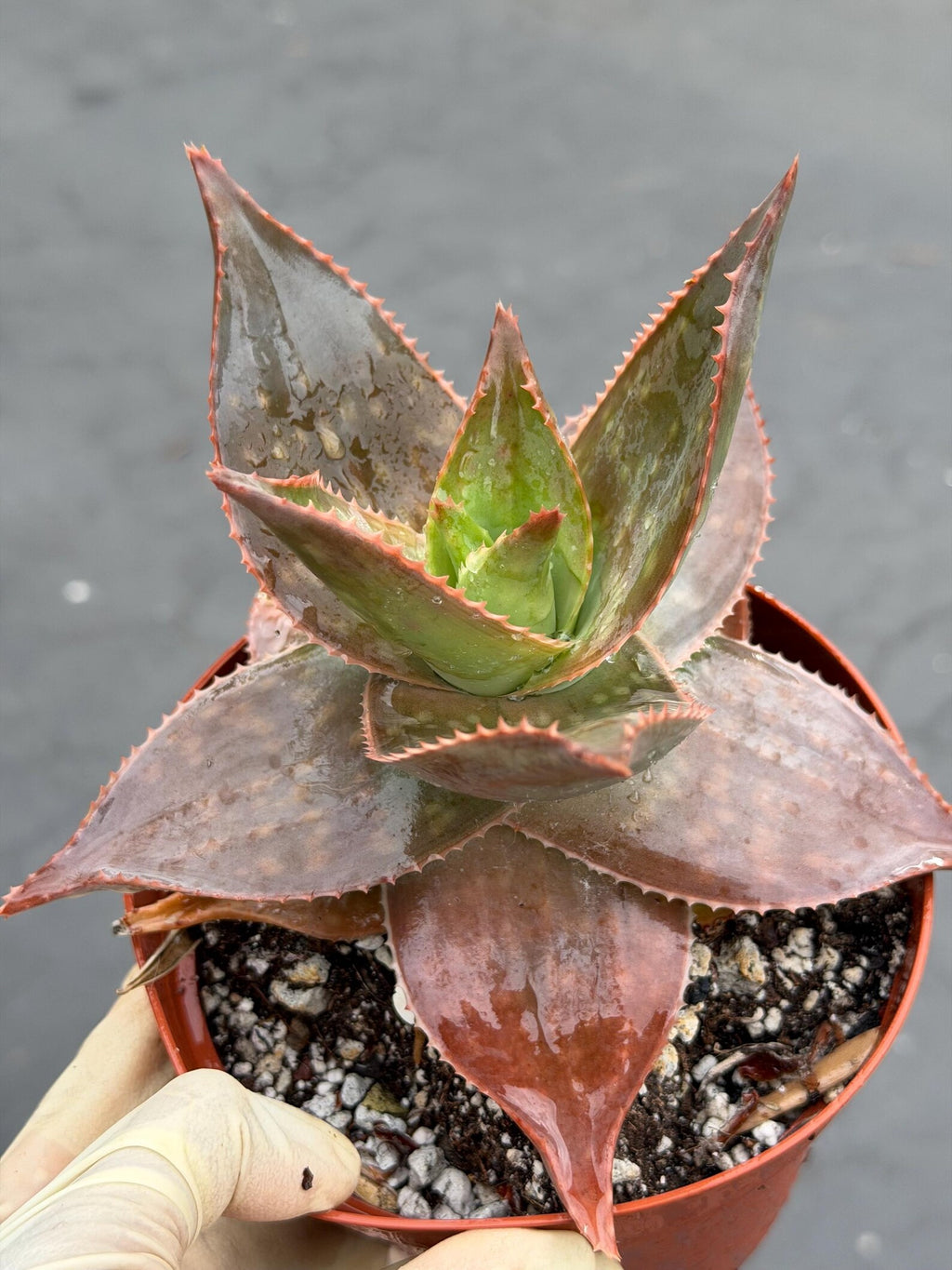 Aloe umfoloziensis Live Succulent Plant | Rare Collectible Exotic Houseplant