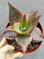 Aloe umfoloziensis Live Succulent Plant | Rare Collectible Exotic Houseplant