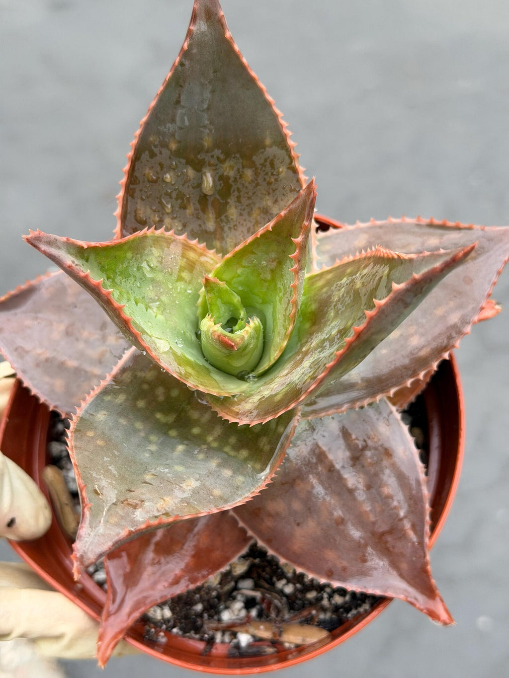 Aloe umfoloziensis Live Succulent Plant | Rare Collectible Exotic Houseplant