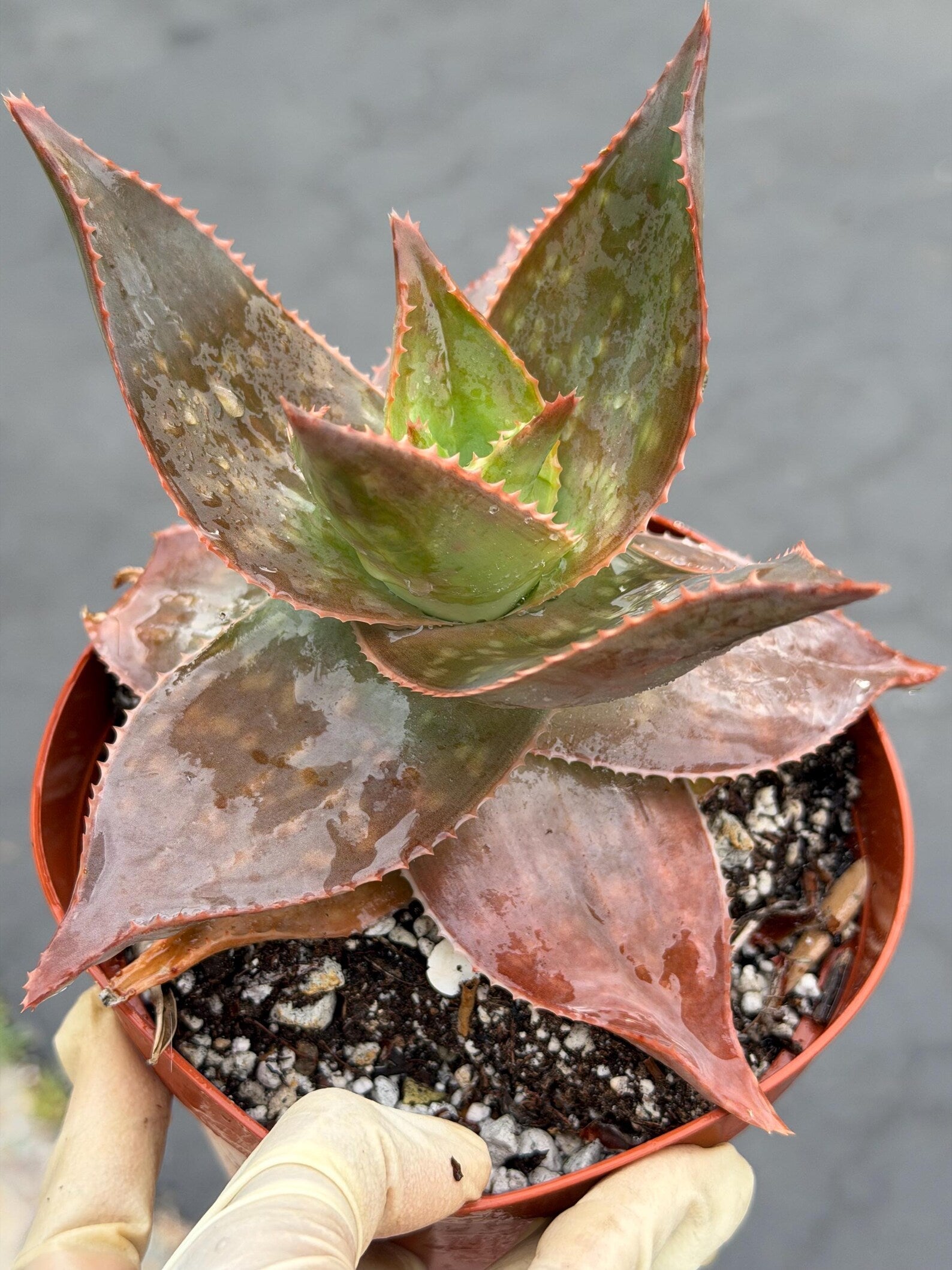 Aloe umfoloziensis Live Succulent Plant | Rare Collectible Exotic Houseplant