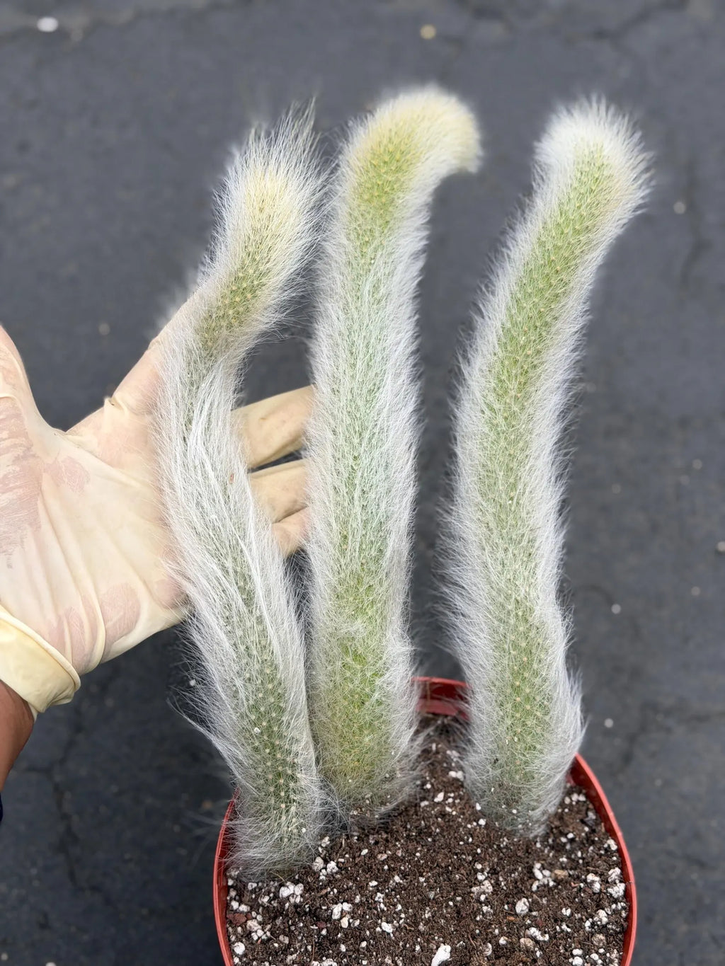 Hairy Monkey Tail Cactus – Fuzzy White Trailing Succulent Live Plant #664