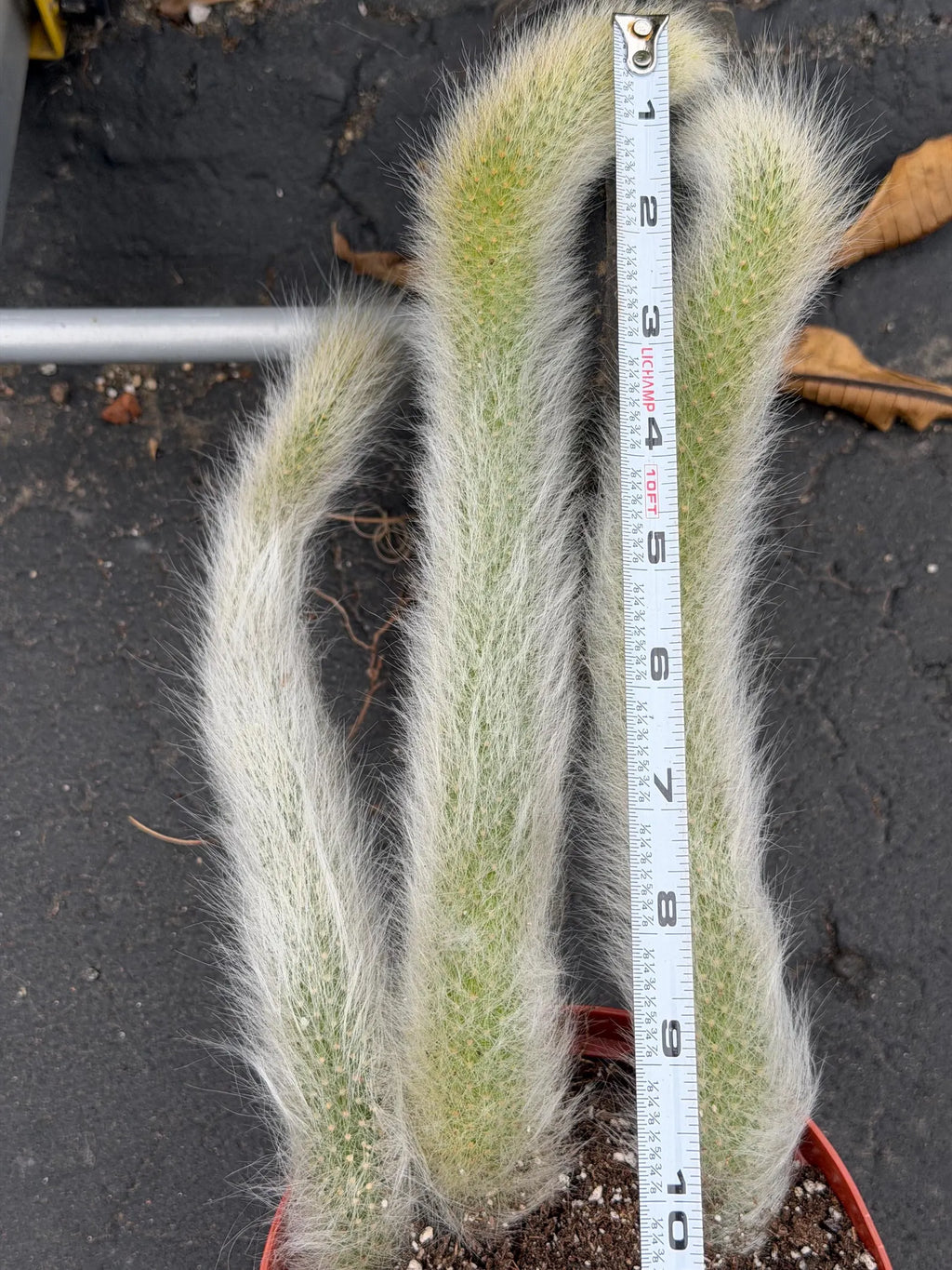 Hairy Monkey Tail Cactus – Fuzzy White Trailing Succulent Live Plant #664