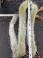 Hairy Monkey Tail Cactus – Fuzzy White Trailing Succulent Live Plant #664