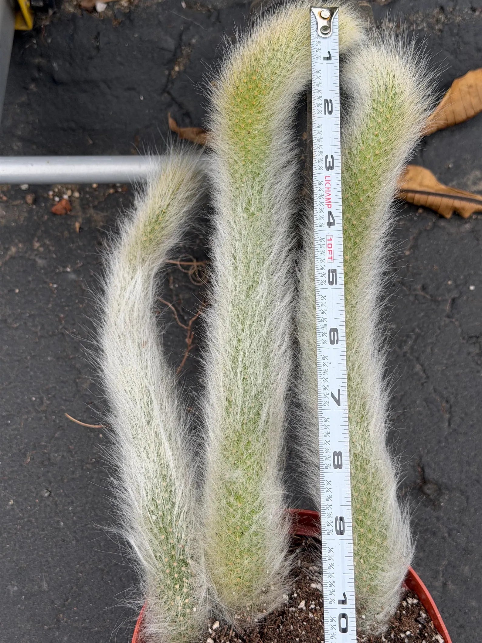 Hairy Monkey Tail Cactus – Fuzzy White Trailing Succulent Live Plant #664