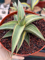 Variegated Sansevieria Lav 23251 Rare Snake Plant – Exact Live Houseplant #680