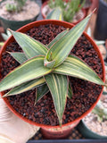 Variegated Sansevieria Lav 23251 Rare Snake Plant – Exact Live Houseplant #680