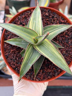 Variegated Sansevieria Lav 23251 Rare Snake Plant – Exact Live Houseplant #680