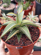 Variegated Sansevieria Lav 23251 Rare Snake Plant – Exact Live Houseplant #680
