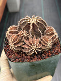 Gymnocalycium R9001 Cluster Rare Live Cactus – Beautiful Collector Plant #316