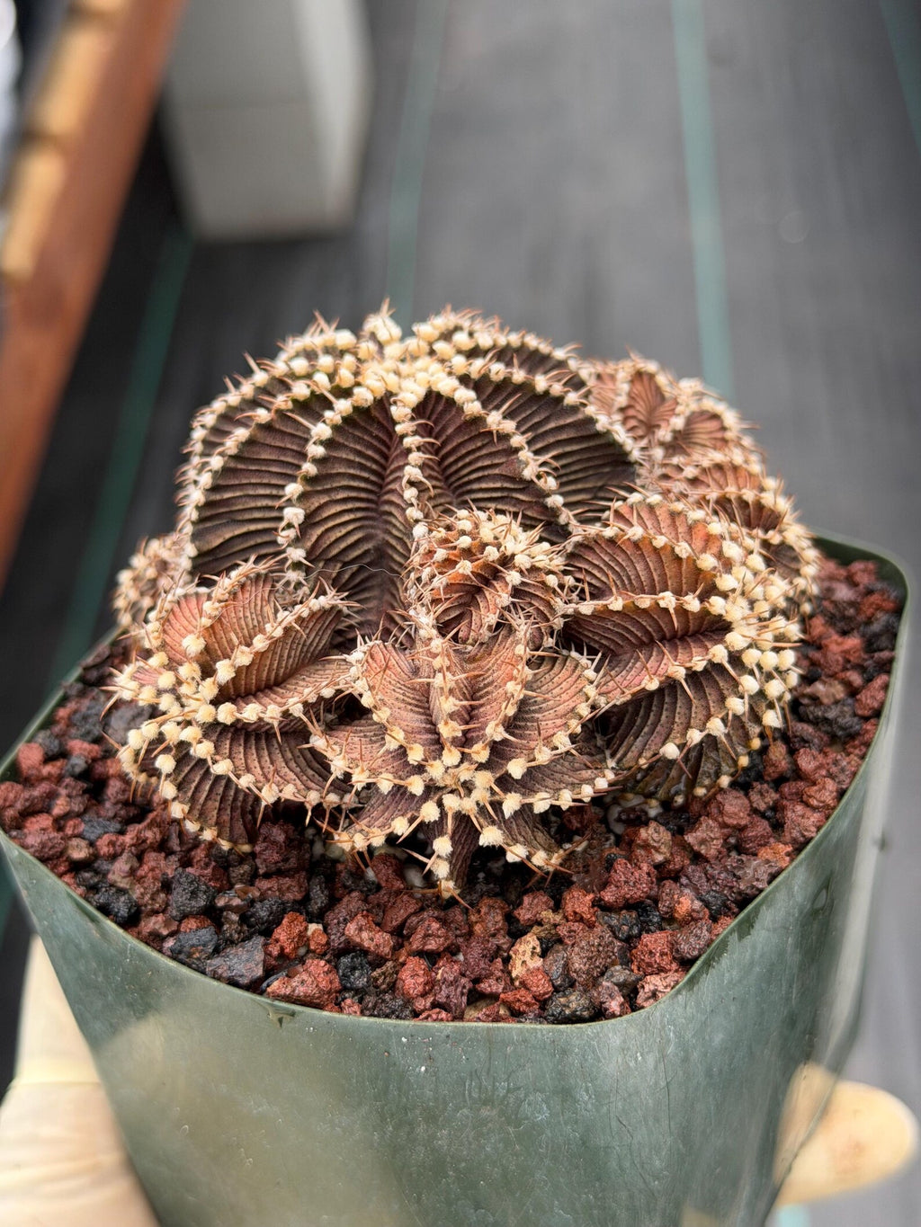 Gymnocalycium R9001 Cluster Rare Live Cactus – Beautiful Collector Plant #316