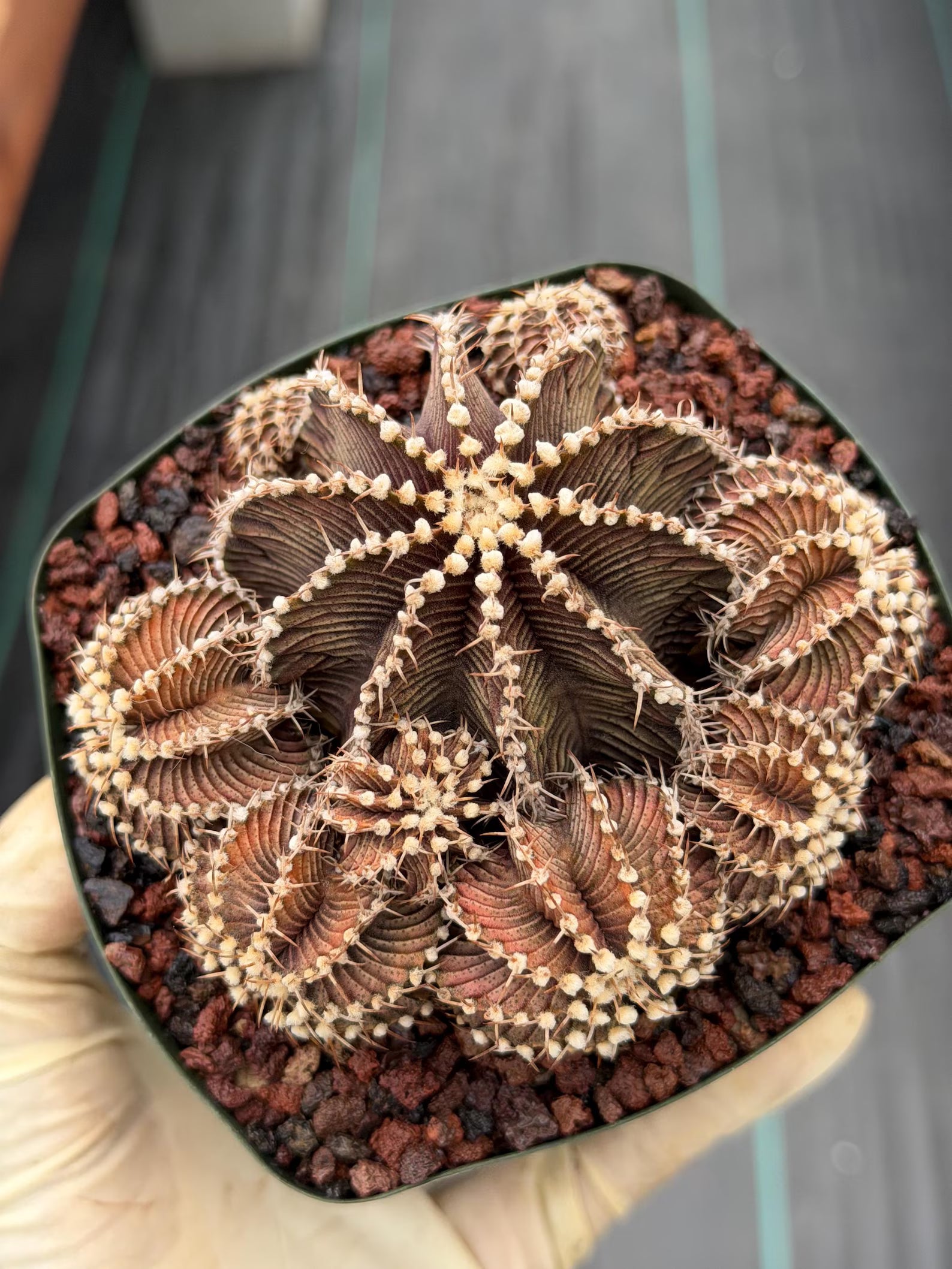 Gymnocalycium R9001 Cluster Rare Live Cactus – Beautiful Collector Plant #316