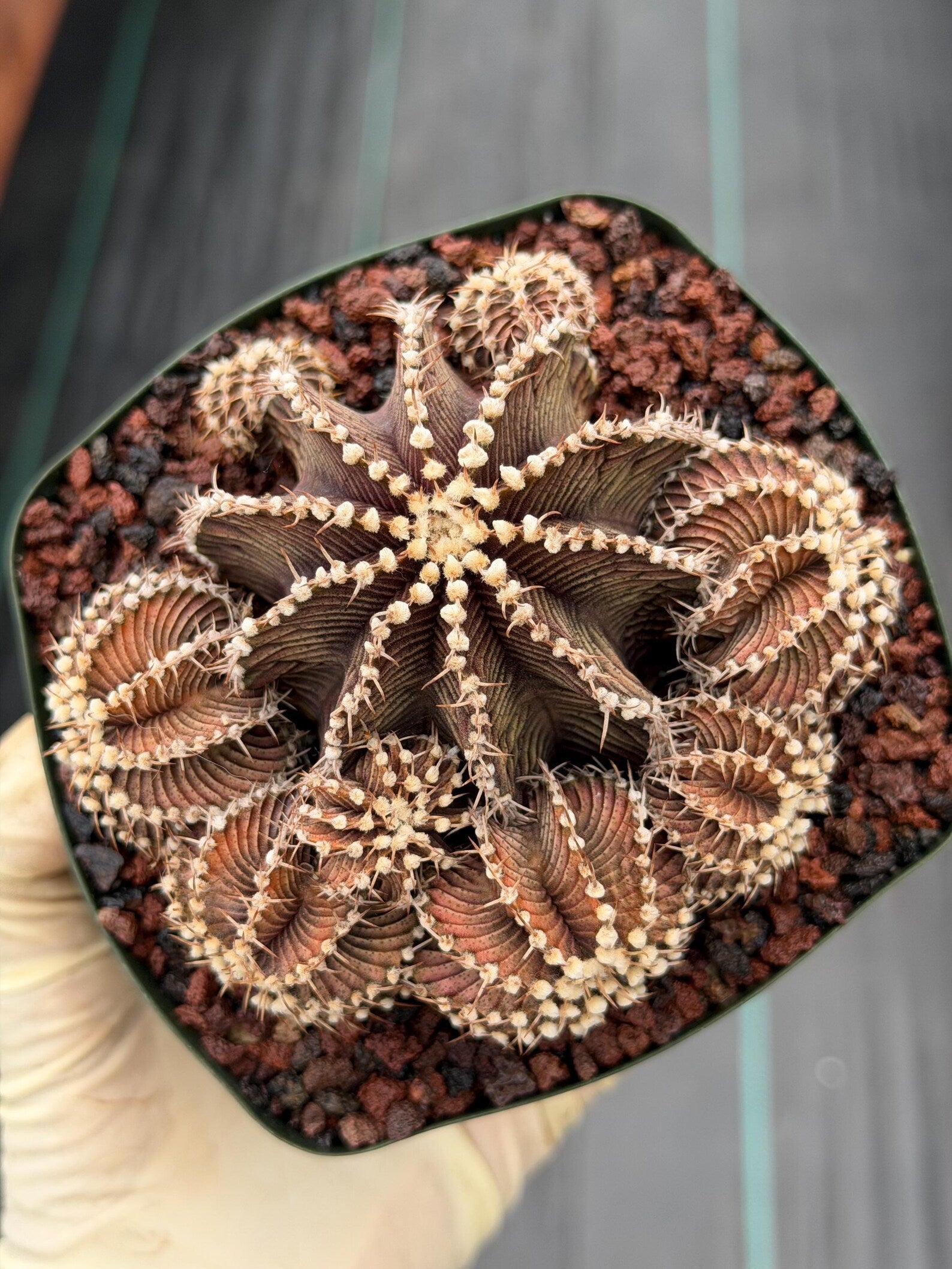 Gymnocalycium R9001 Cluster Rare Live Cactus – Beautiful Collector Plant #316