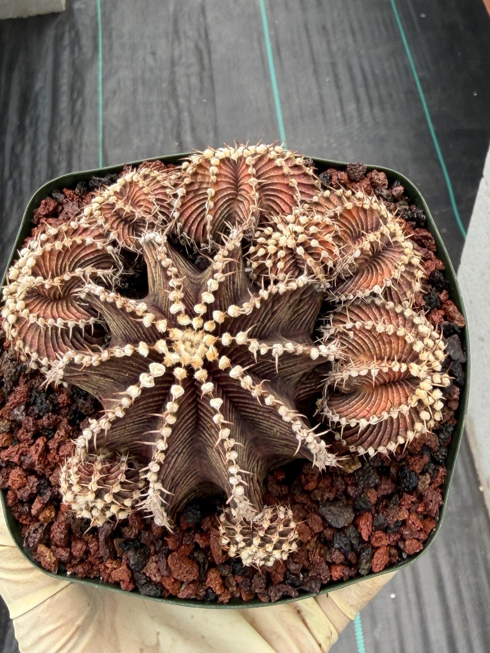 Gymnocalycium R9001 Cluster Rare Live Cactus – Beautiful Collector Plant #316