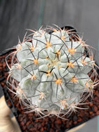Acanthocalycium Glaucum Crested Cactus | Rare Grafted Specimen #561