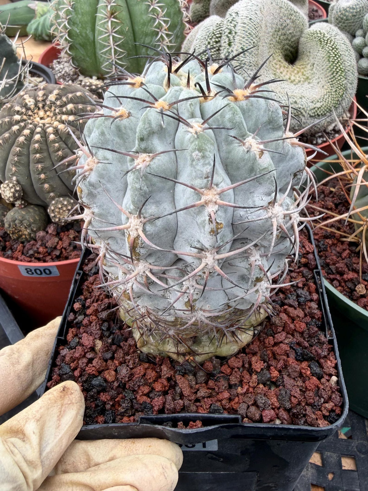Acanthocalycium Glaucum Crested Cactus | Rare Grafted Specimen #561