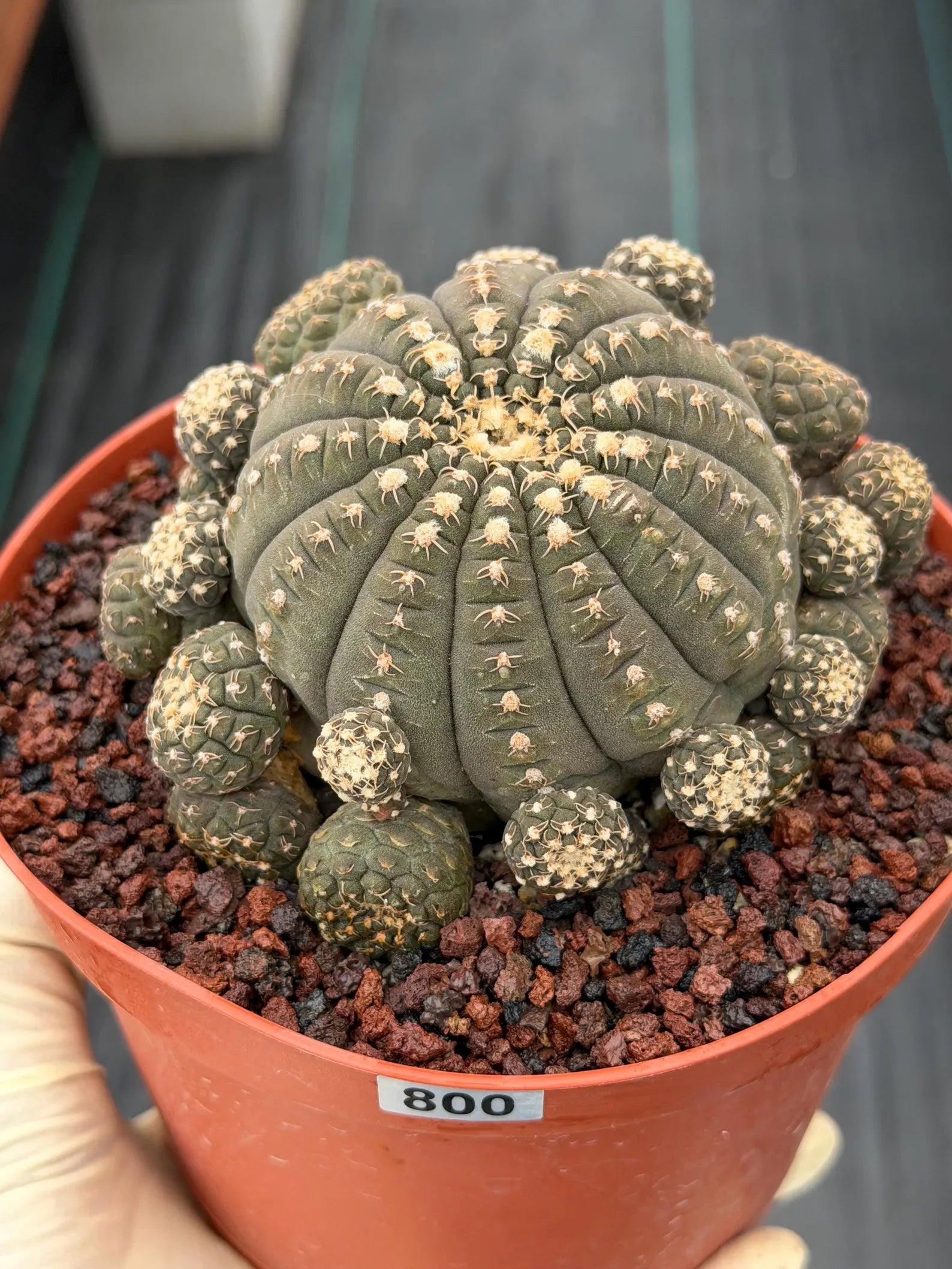 Gymnocalycium Ragonesei Cluster #800 – Rare Seed-Grown UFO Form Collector Cactus