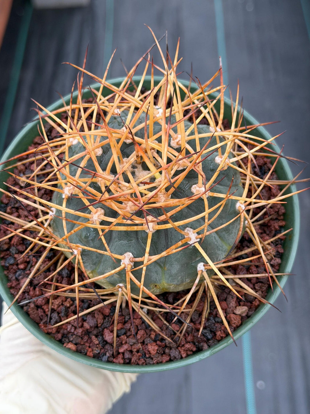Gymnocalycium Cardenasianum Seed Grown Live Cactus – Rare Spined Collector Plant | 6 Inch Specimen #279