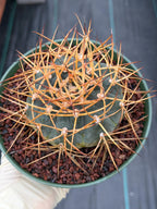 Gymnocalycium Cardenasianum Seed Grown Live Cactus – Rare Spined Collector Plant | 6 Inch Specimen #279