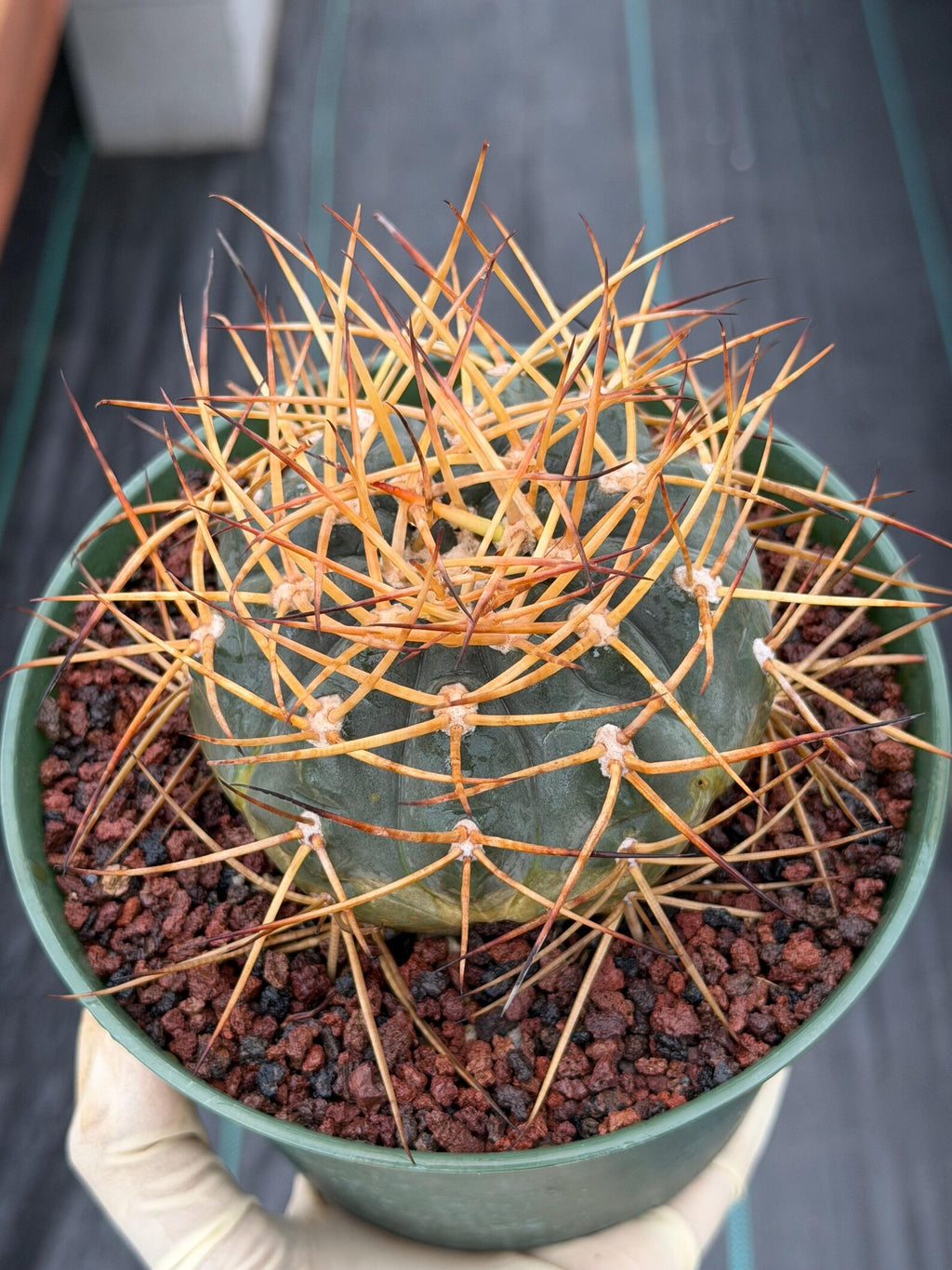 Gymnocalycium Cardenasianum Seed Grown Live Cactus – Rare Spined Collector Plant | 6 Inch Specimen #279
