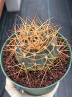Gymnocalycium Cardenasianum Seed Grown Live Cactus – Rare Spined Collector Plant | 6 Inch Specimen #279