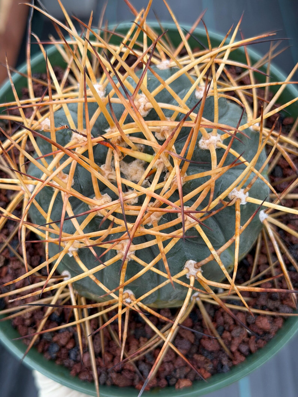 Gymnocalycium Cardenasianum Seed Grown Live Cactus – Rare Spined Collector Plant | 6 Inch Specimen #279