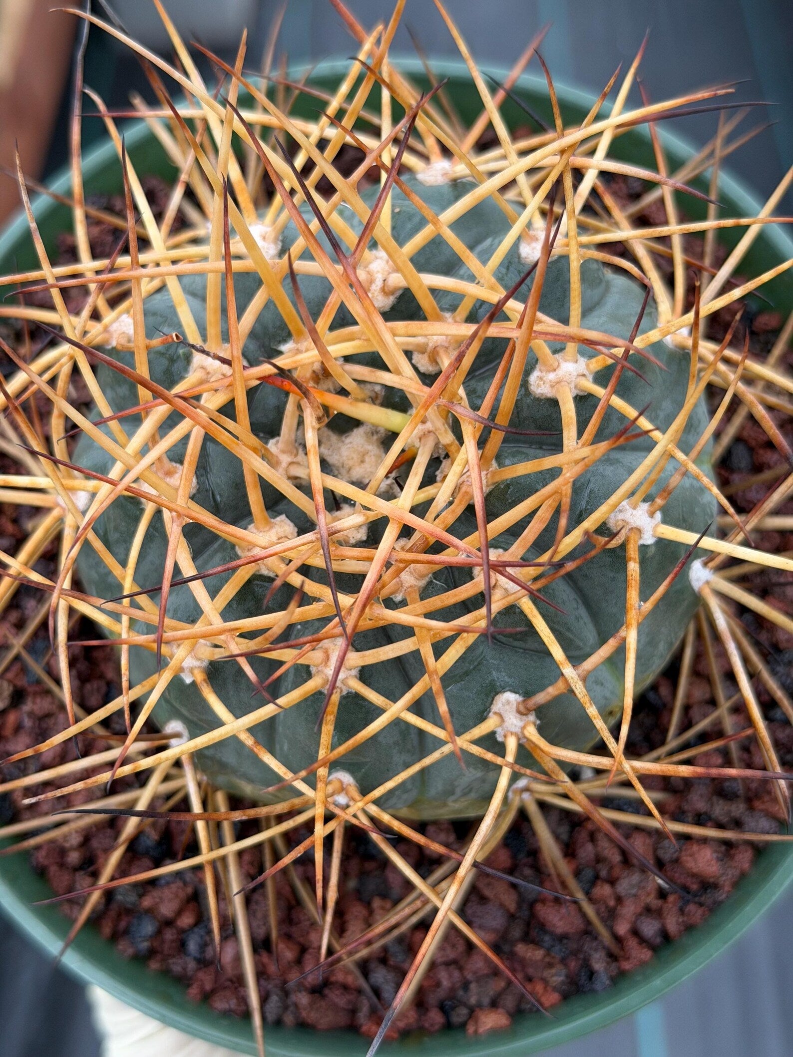 Gymnocalycium Cardenasianum Seed Grown Live Cactus – Rare Spined Collector Plant | 6 Inch Specimen #279