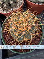 Gymnocalycium Cardenasianum Seed Grown Live Cactus – Rare Spined Collector Plant | 6 Inch Specimen #279