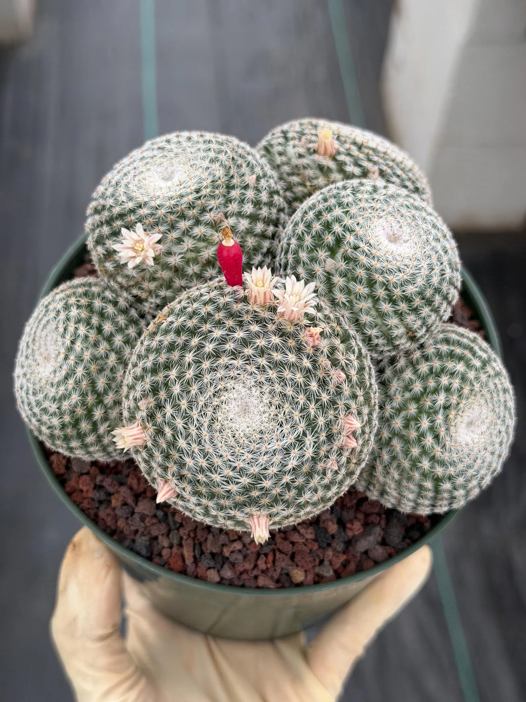 Mammillaria Perbella Cluster Cactus | Live Specimen Plant | 6" Pot #99