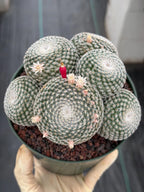 Mammillaria Perbella Cluster Cactus | Live Specimen Plant | 6" Pot #99