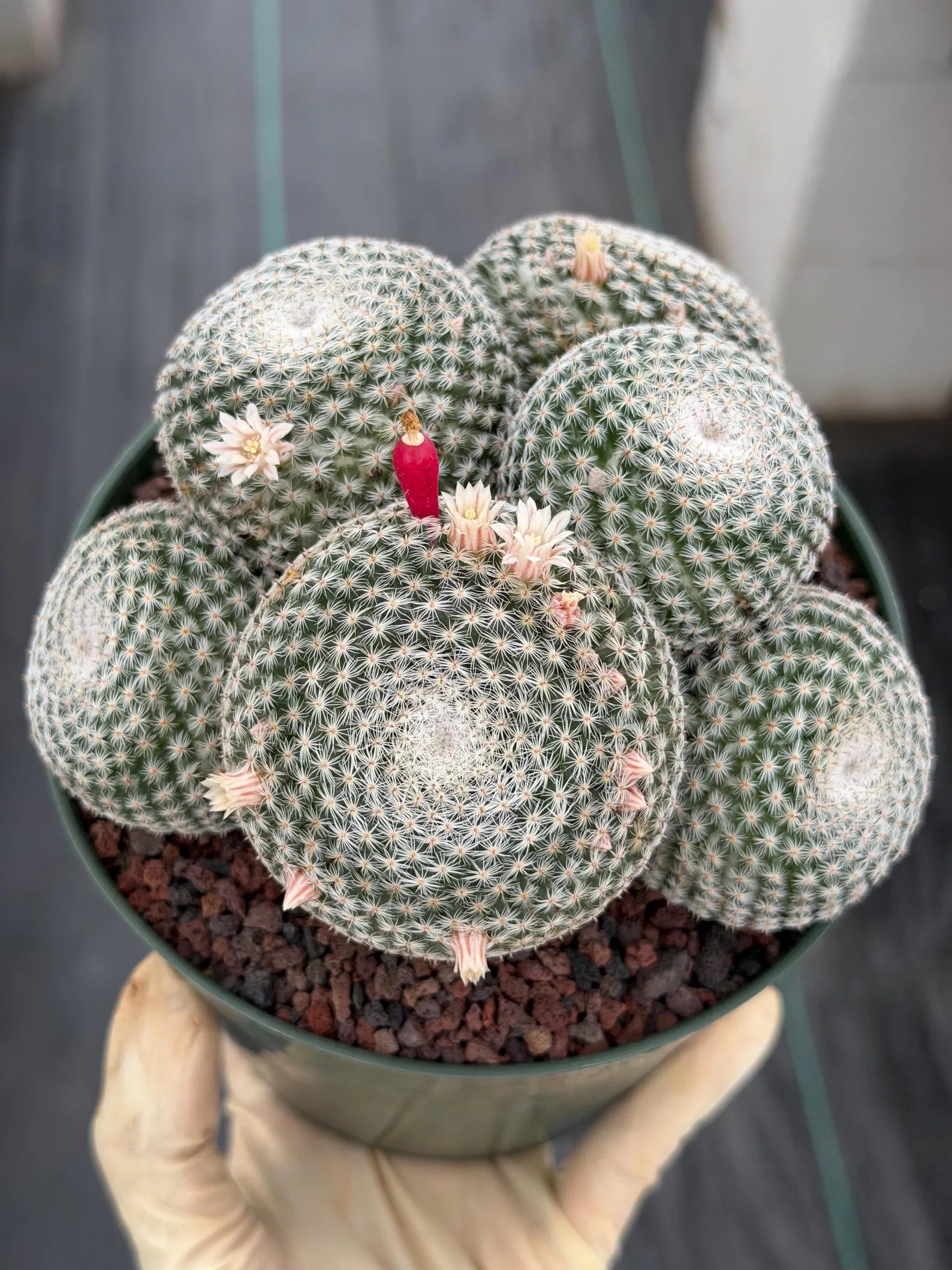 Mammillaria Perbella Cluster Cactus | Live Specimen Plant | 6" Pot #99