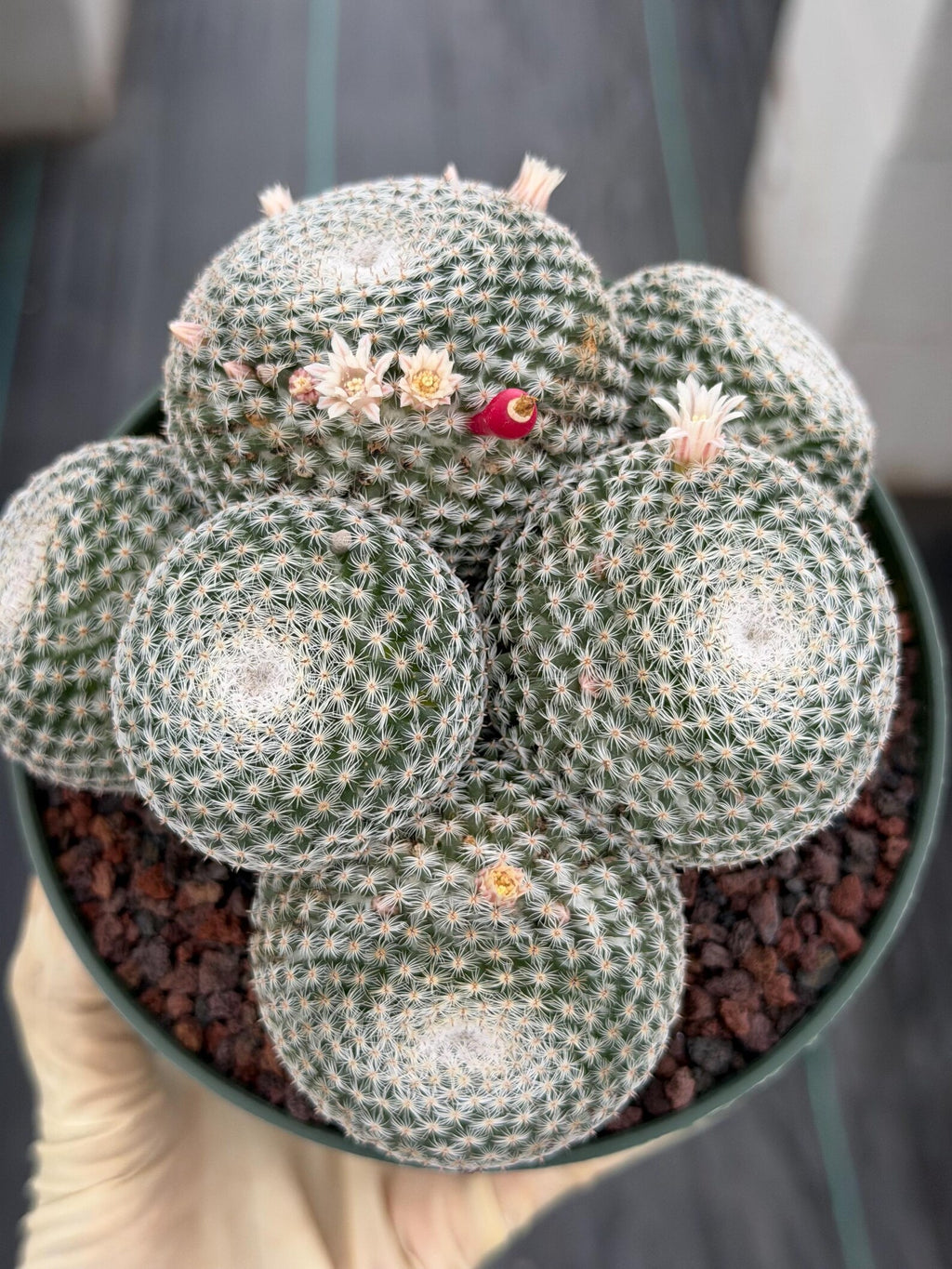 Mammillaria Perbella Cluster Cactus | Live Specimen Plant | 6" Pot #99