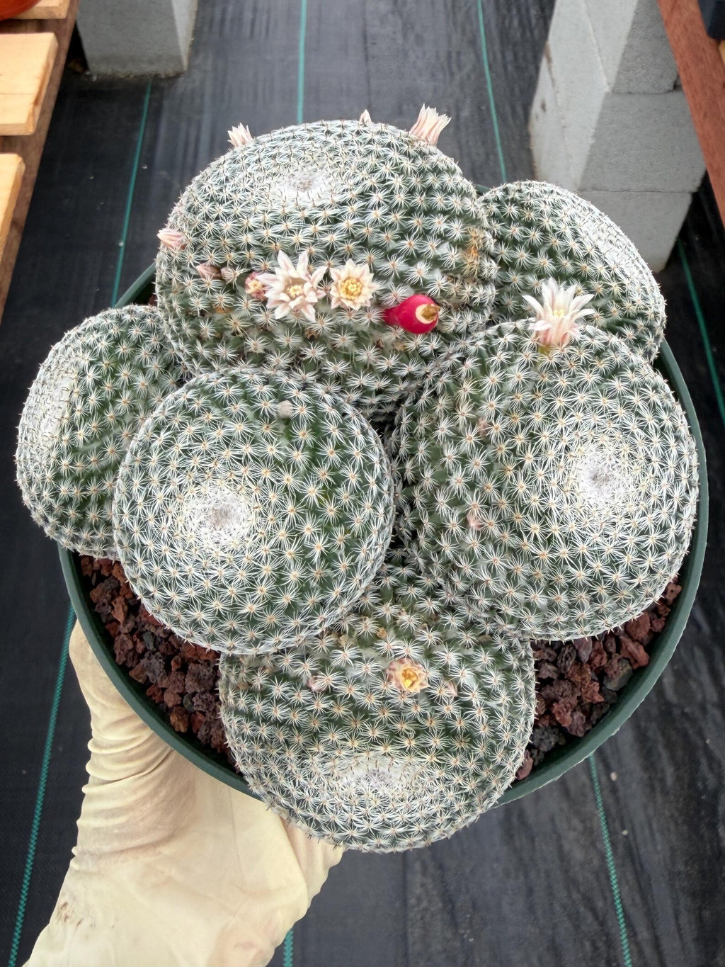 Mammillaria Perbella Cluster Cactus | Live Specimen Plant | 6" Pot #99