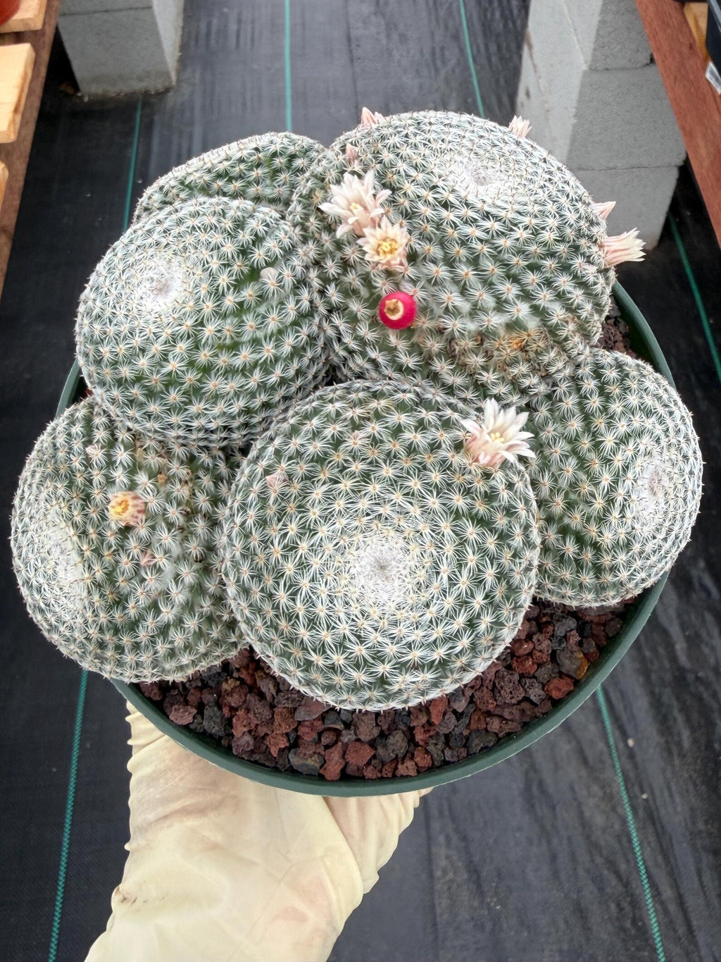 Mammillaria Perbella Cluster Cactus | Live Specimen Plant | 6" Pot #99