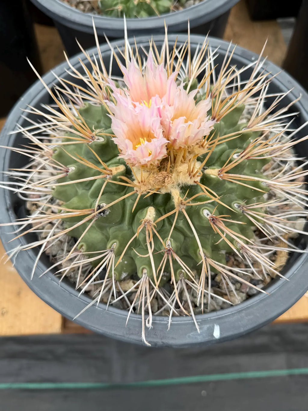 Seed Grown Thelocactus Rinconensis | Rare Live Cactus | 5 Gallon Pot | #795