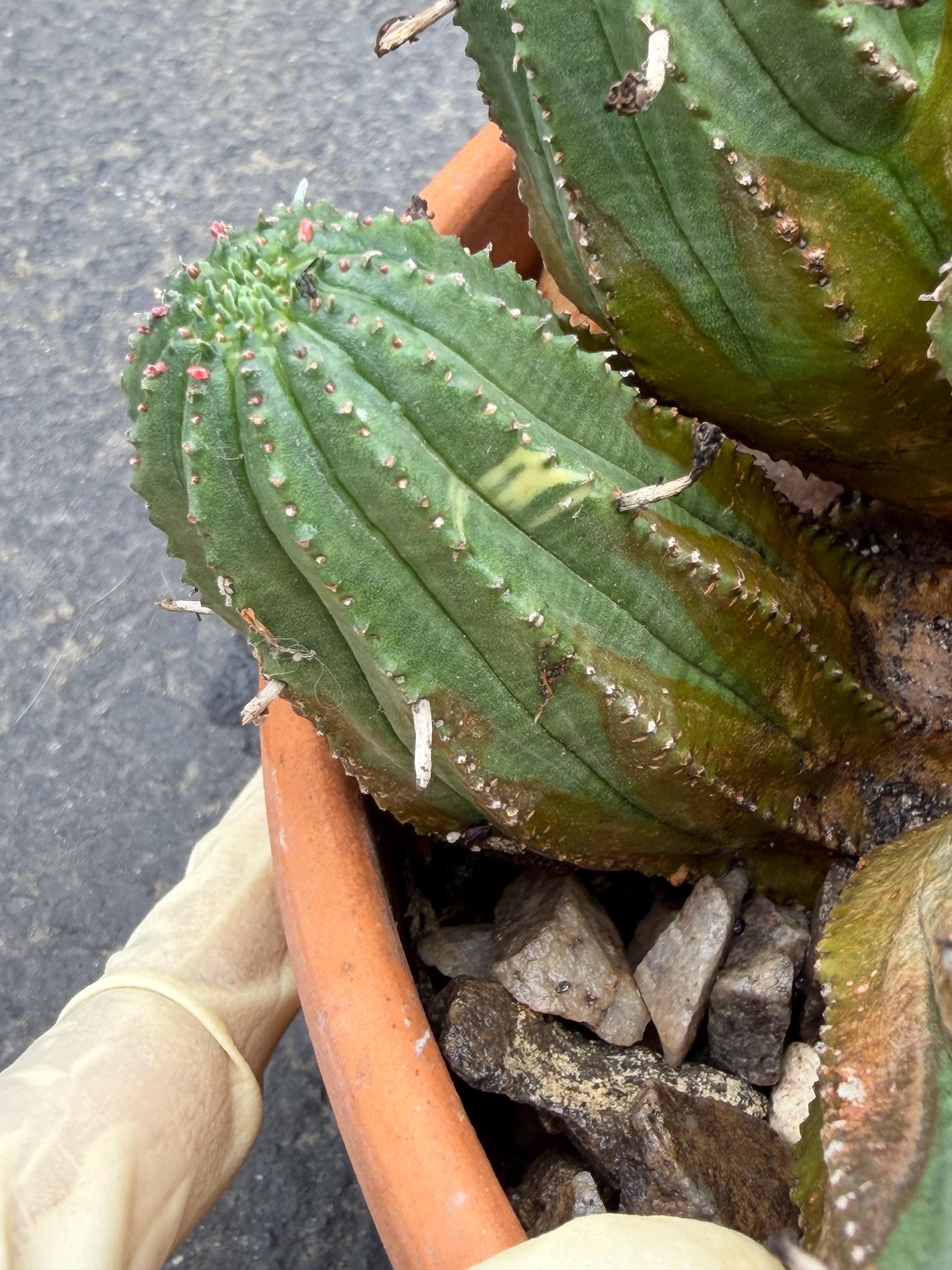 Large Euphorbia Obesa Hybrid Cluster