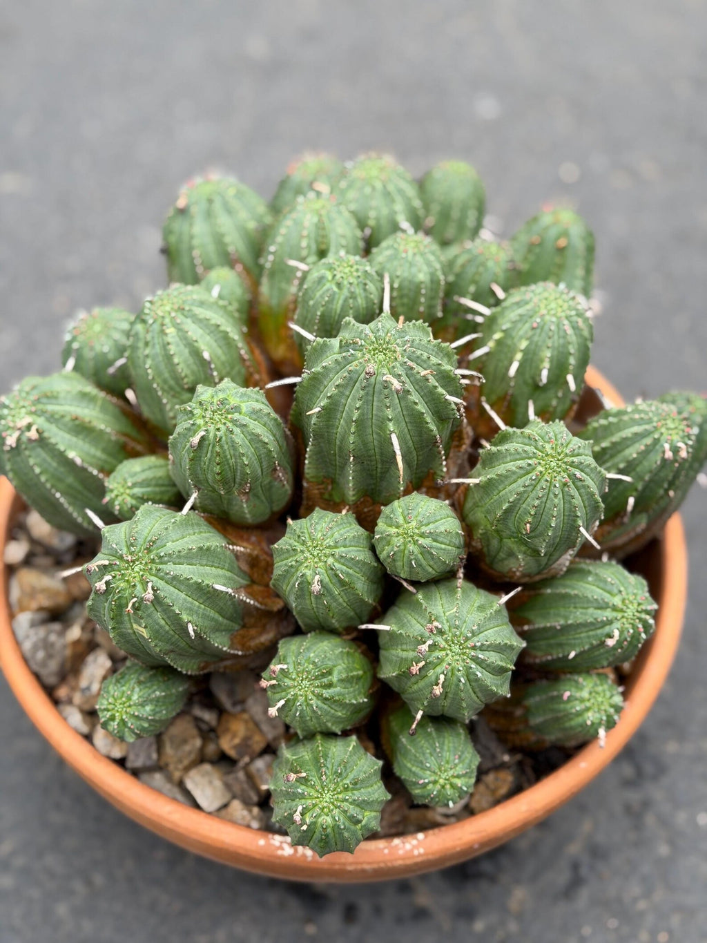 Large Euphorbia Obesa Hybrid Cluster