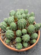 Large Euphorbia Obesa Hybrid Cluster