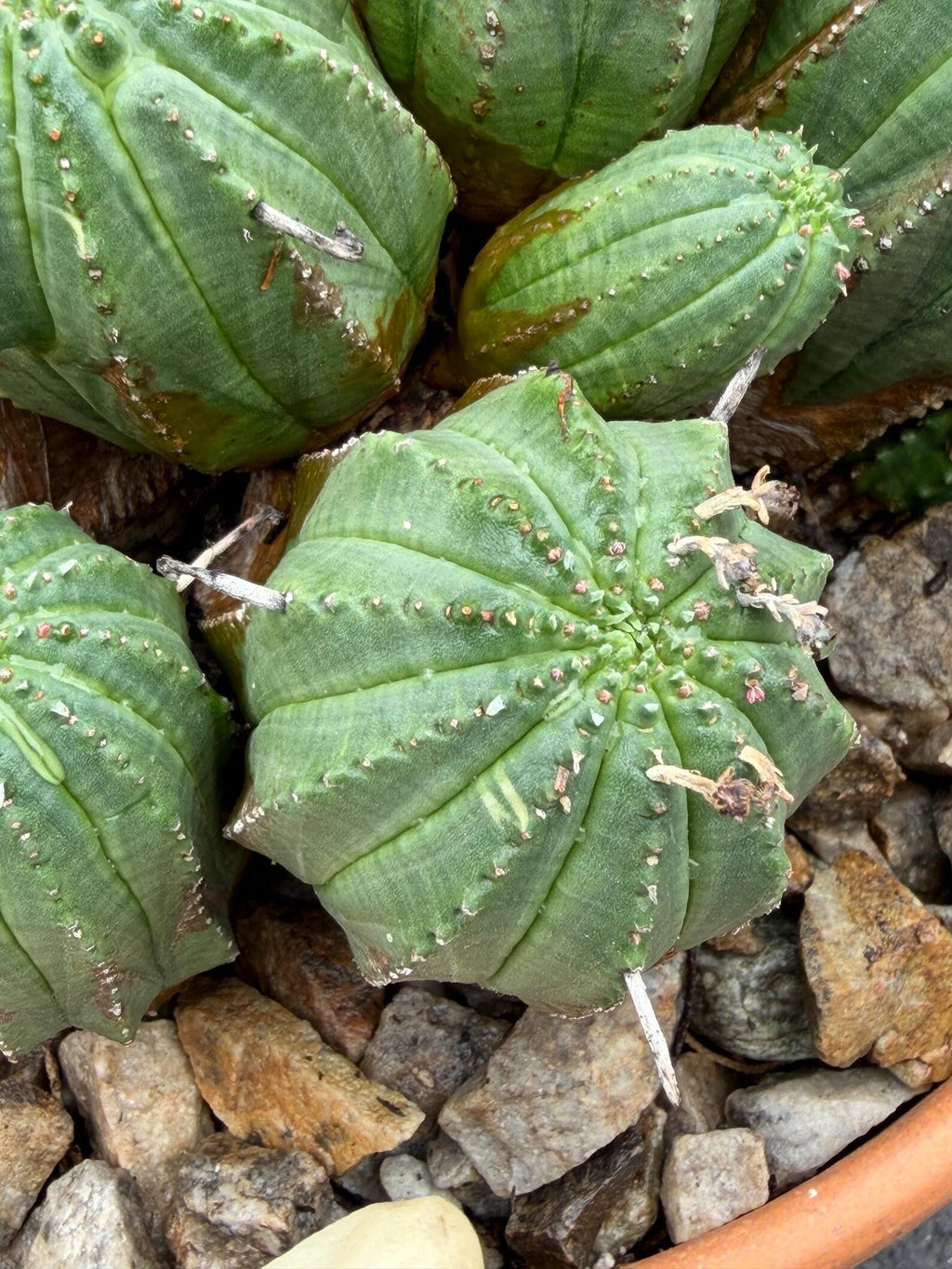 Large Euphorbia Obesa Hybrid Cluster
