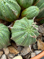 Large Euphorbia Obesa Hybrid Cluster