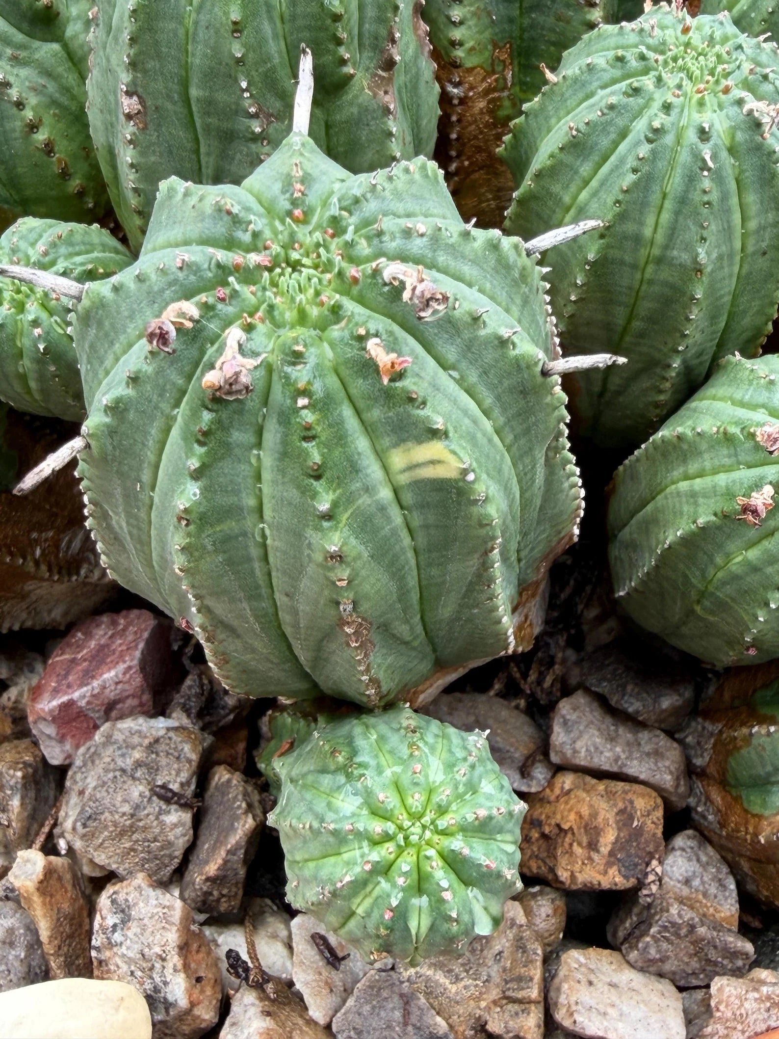 Large Euphorbia Obesa Hybrid Cluster