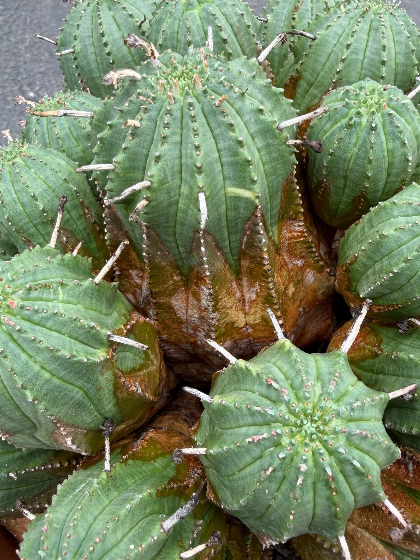 Large Euphorbia Obesa Hybrid Cluster