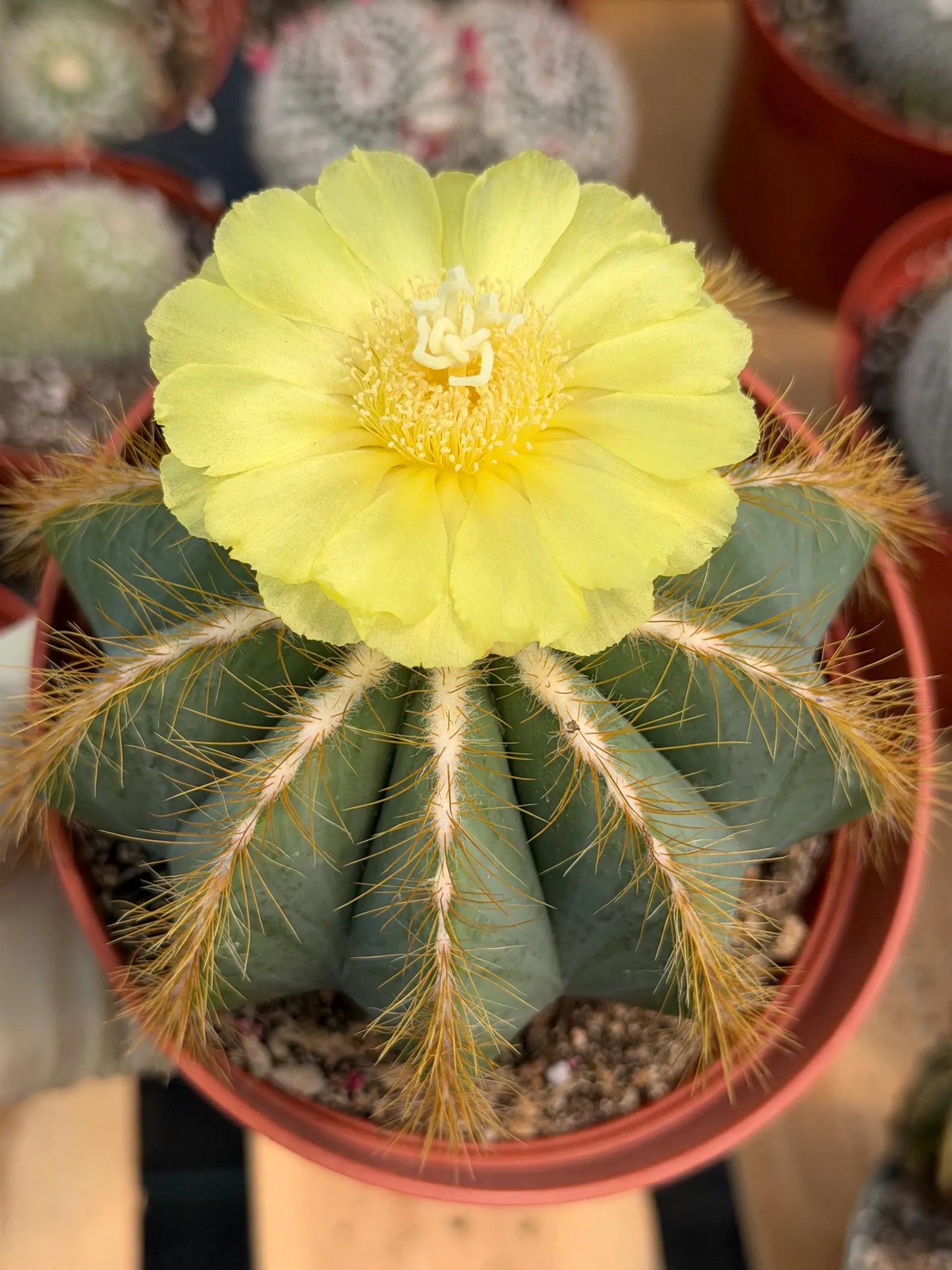 Exotic Balloon Cactus with Pups | 6” Live Cactus Plant | Rare Collector Cactus #662