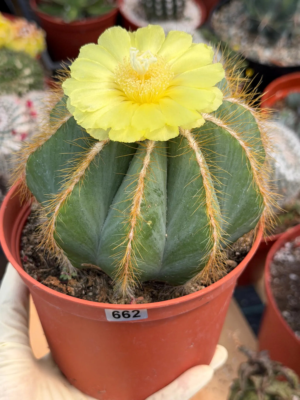 Exotic Balloon Cactus with Pups | 6” Live Cactus Plant | Rare Collector Cactus #662