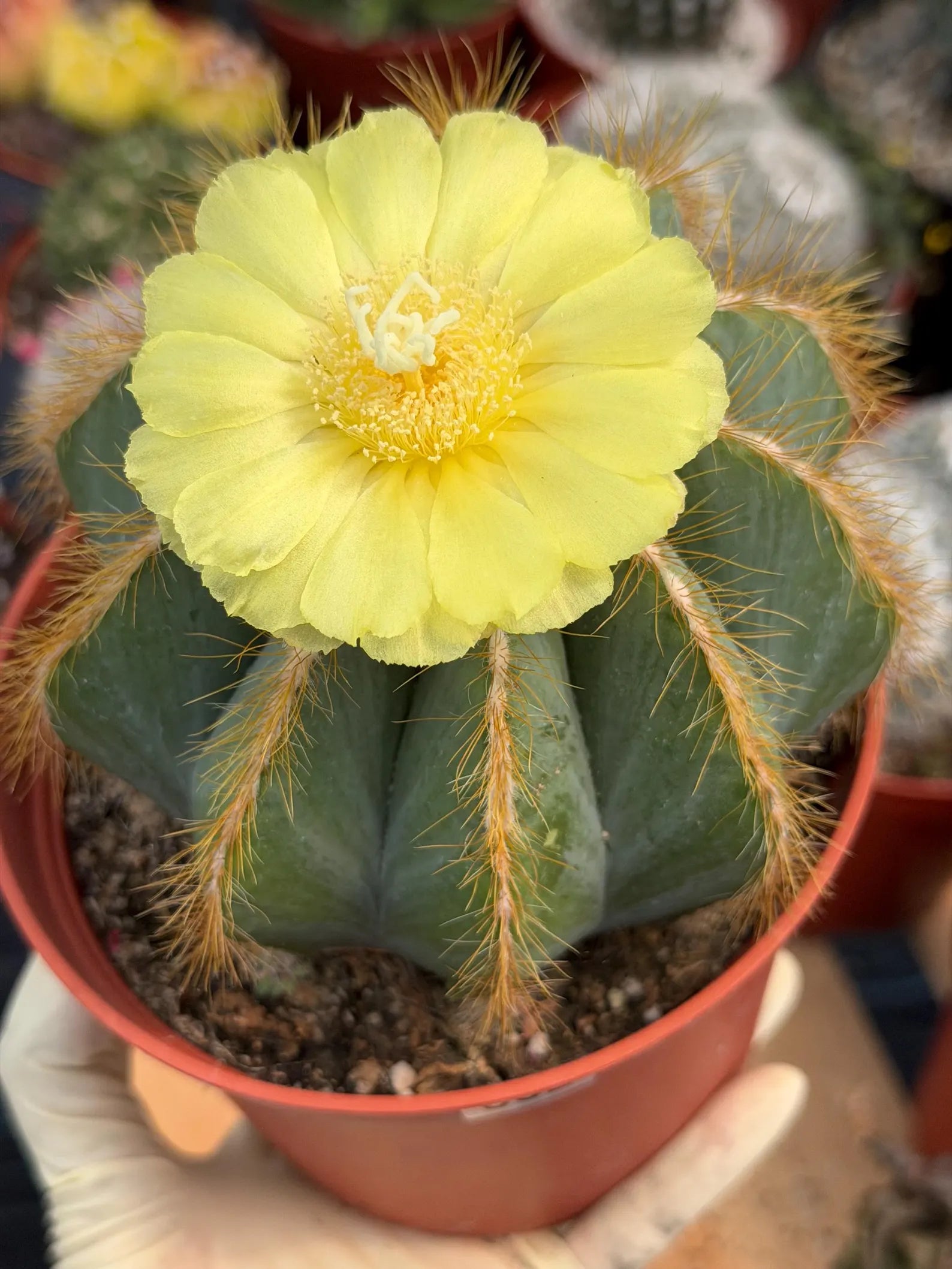 Exotic Balloon Cactus with Pups | 6” Live Cactus Plant | Rare Collector Cactus #662
