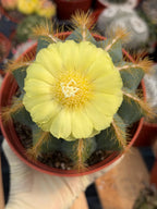 Exotic Balloon Cactus with Pups | 6” Live Cactus Plant | Rare Collector Cactus #662